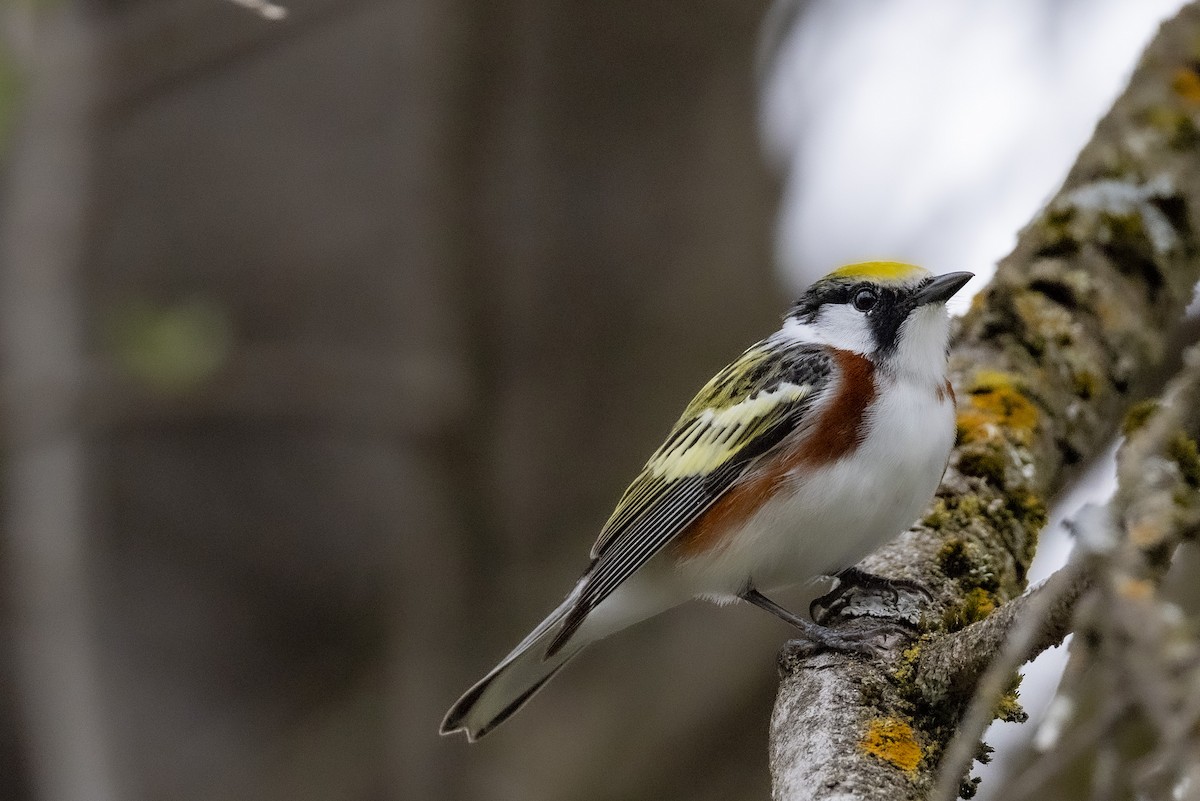 Chestnut-sided Warbler - ML635241403