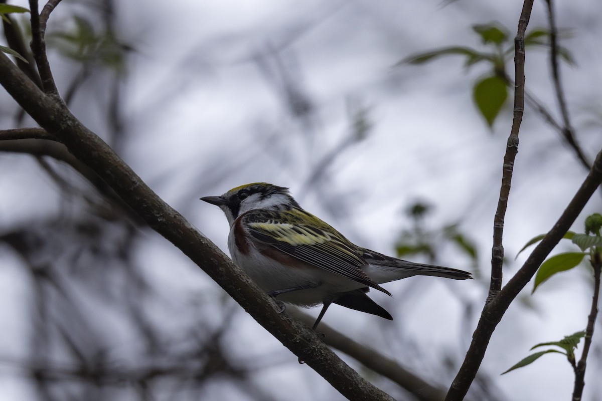 Chestnut-sided Warbler - ML635241404