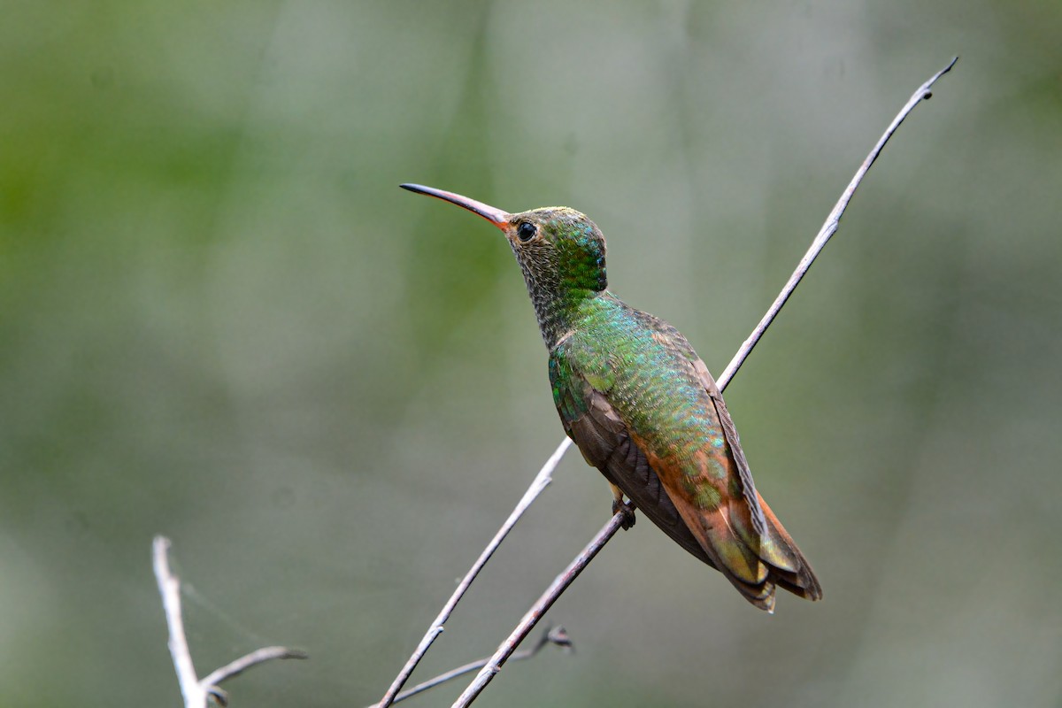 Buff-bellied Hummingbird - ML635241407