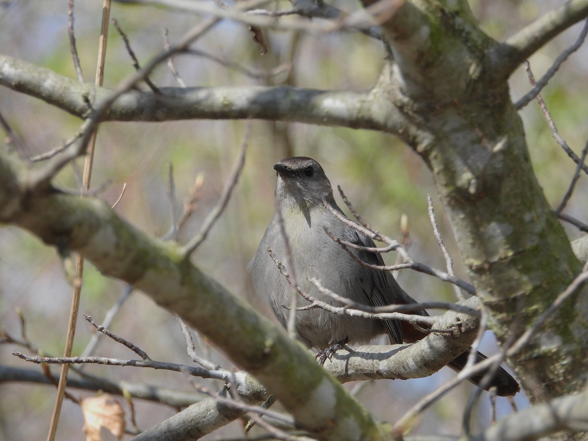 Gray Catbird - ML635241412