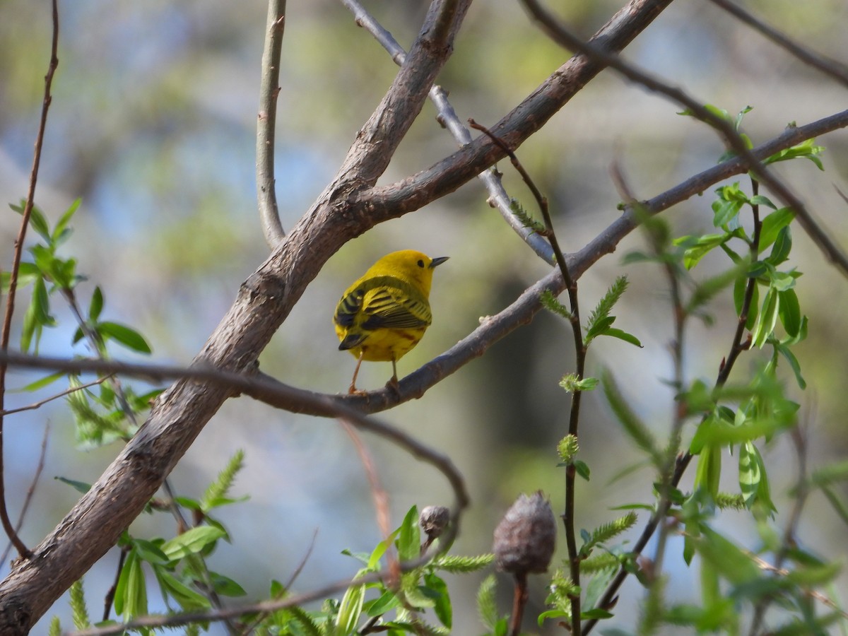 Yellow Warbler - ML635241435