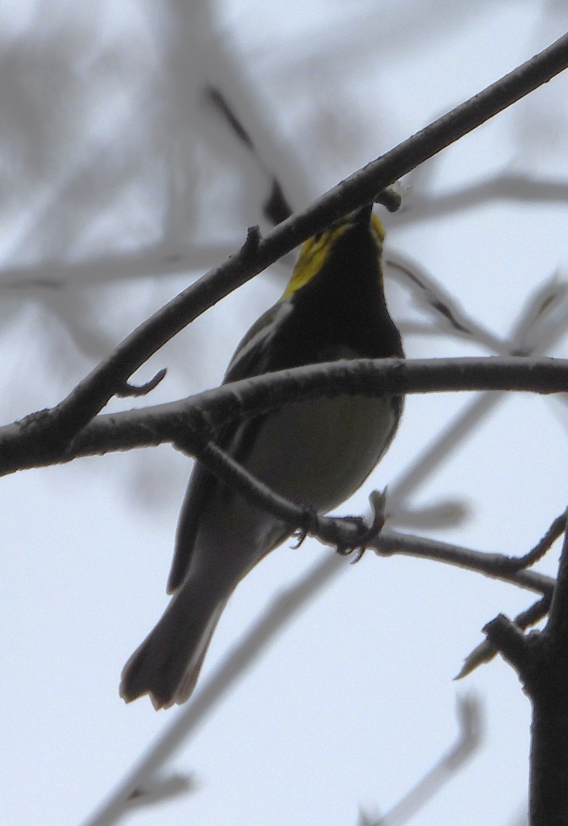 Black-throated Green Warbler - ML635241462