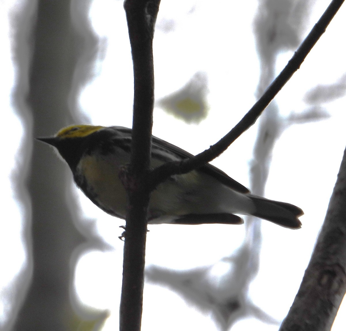 Black-throated Green Warbler - ML635241463