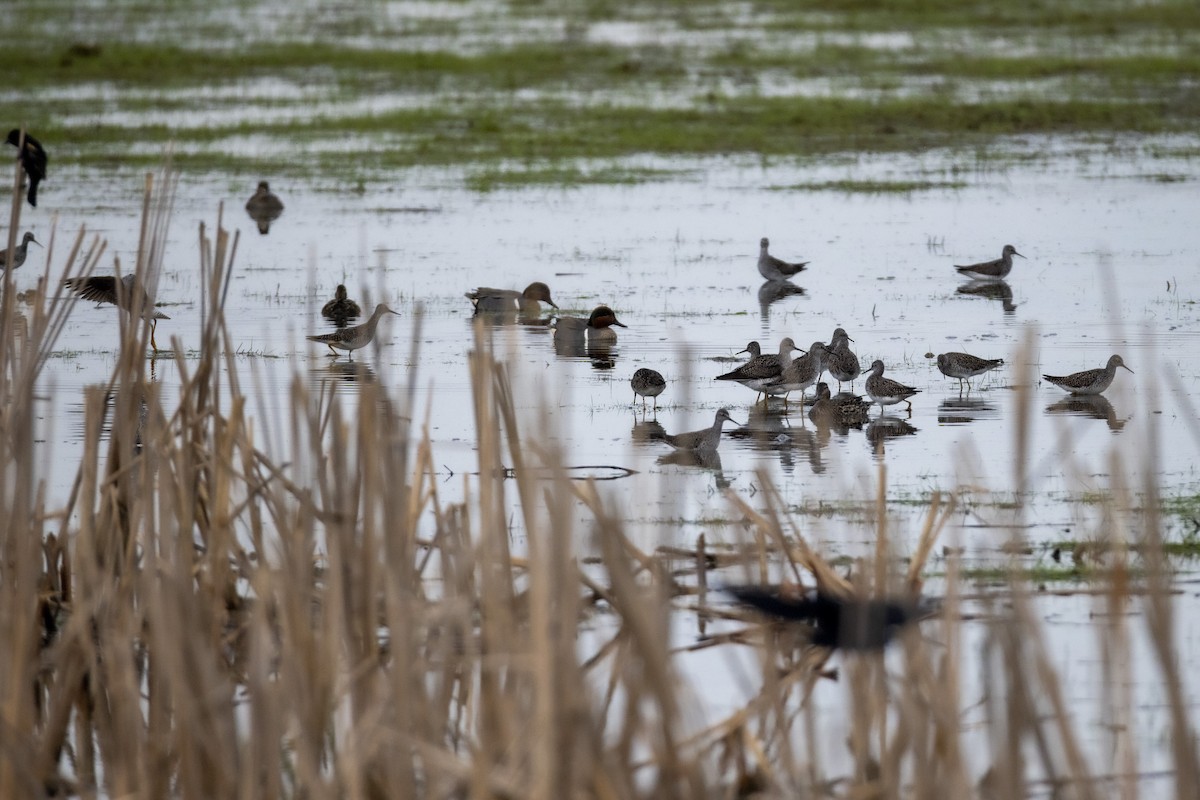 Lesser Yellowlegs - ML635241477