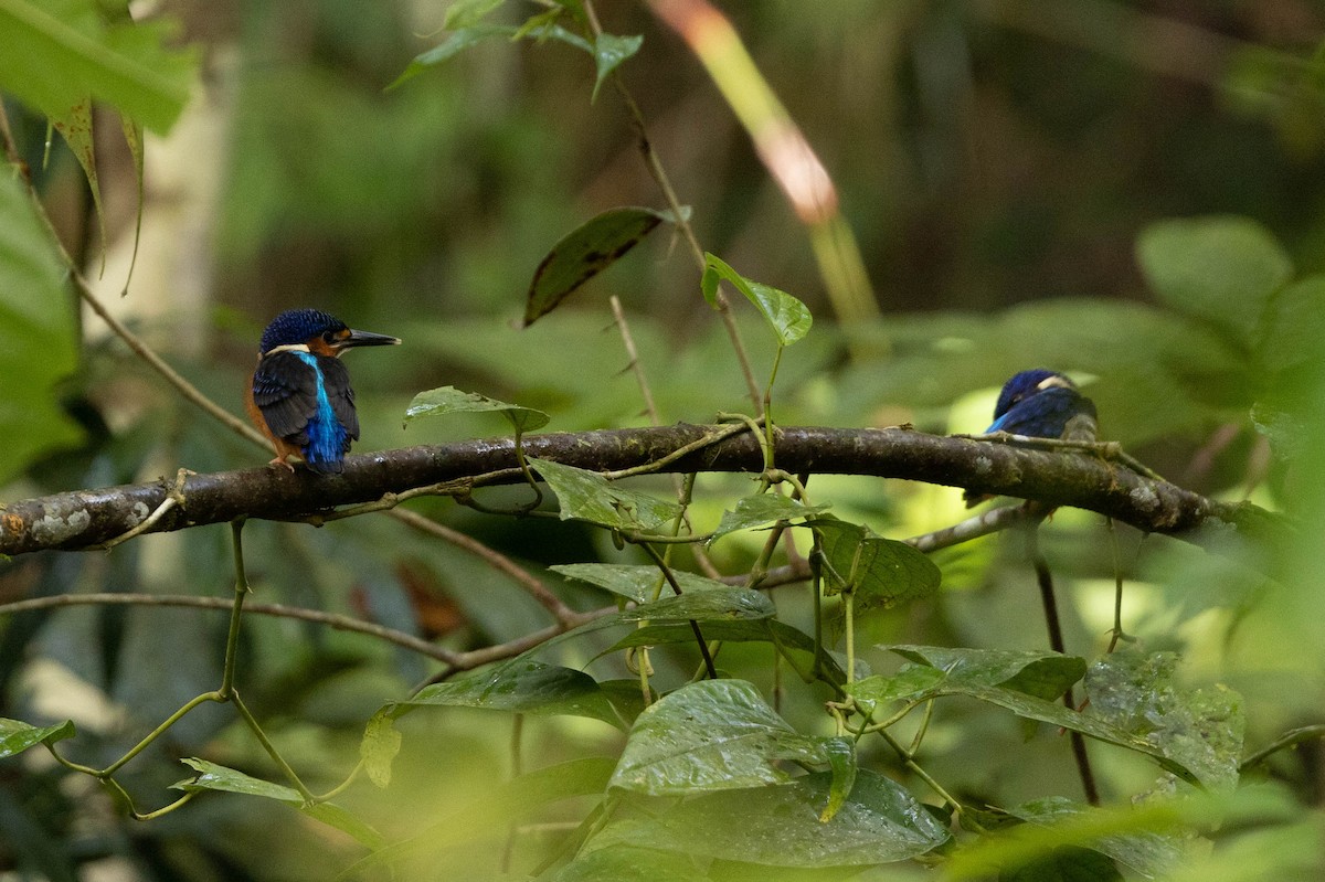 Blue-eared Kingfisher - ML635241721