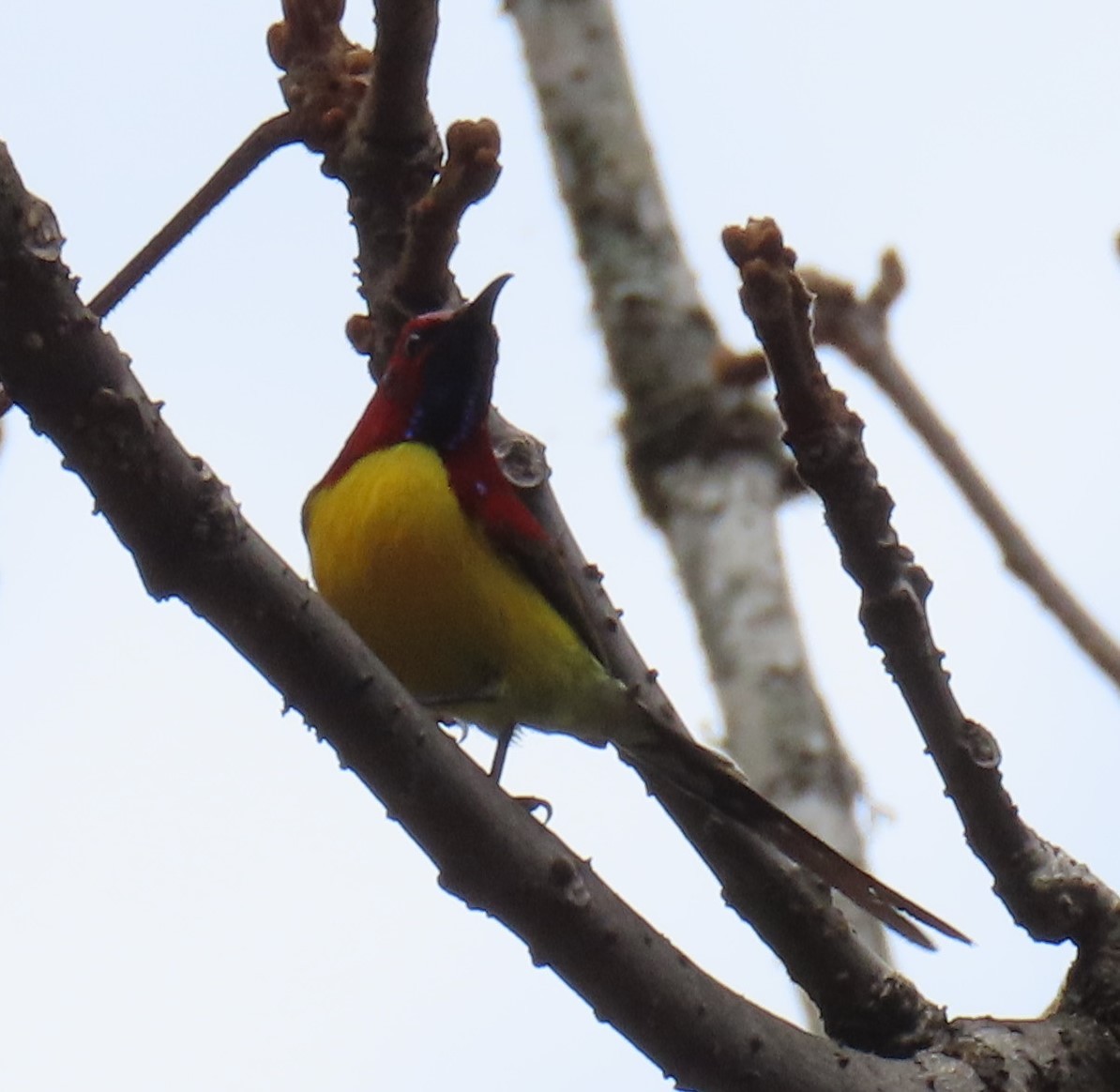 Crimson Sunbird - ML635241779