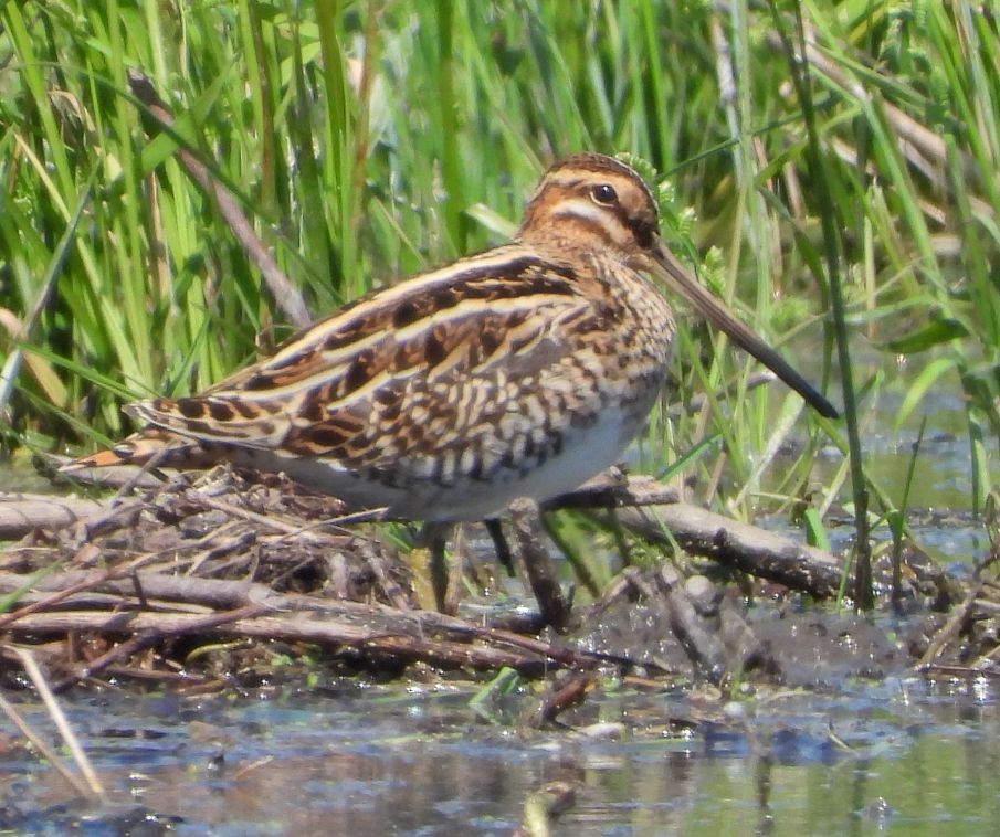 Common Snipe - ML635241801