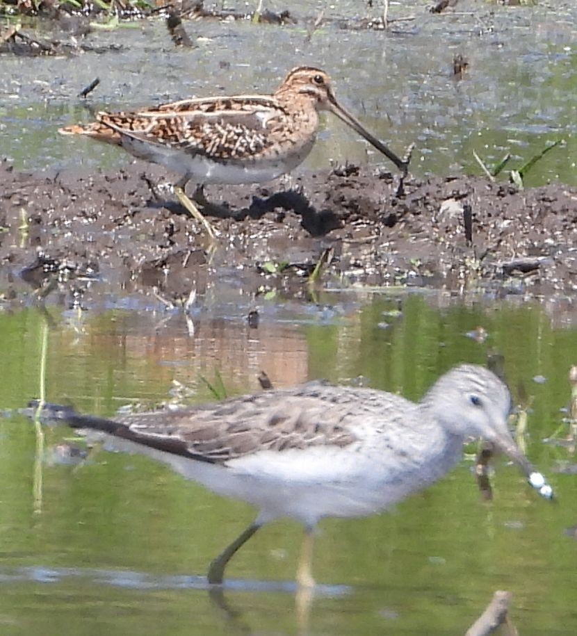Common Snipe - ML635241802