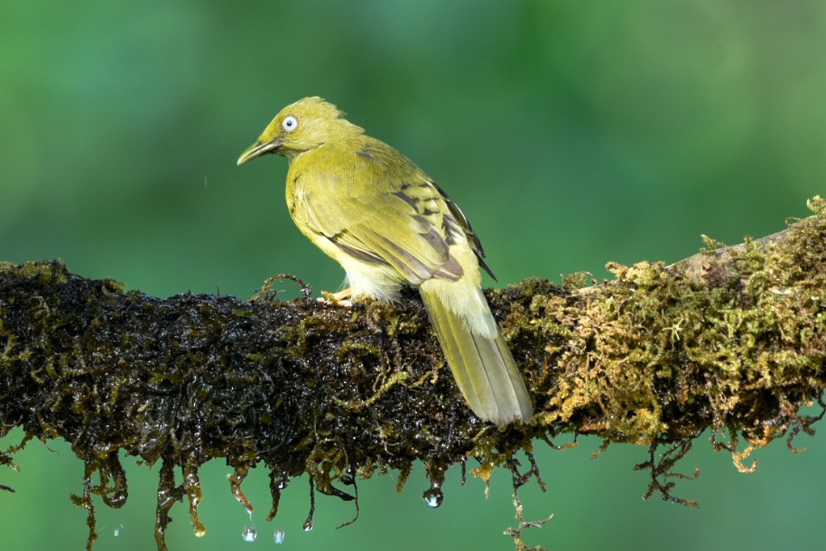 Gray-headed Bulbul - ML635241837