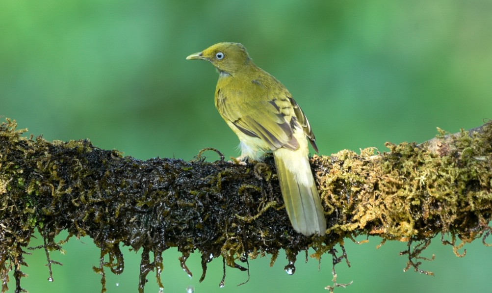 Gray-headed Bulbul - ML635241860