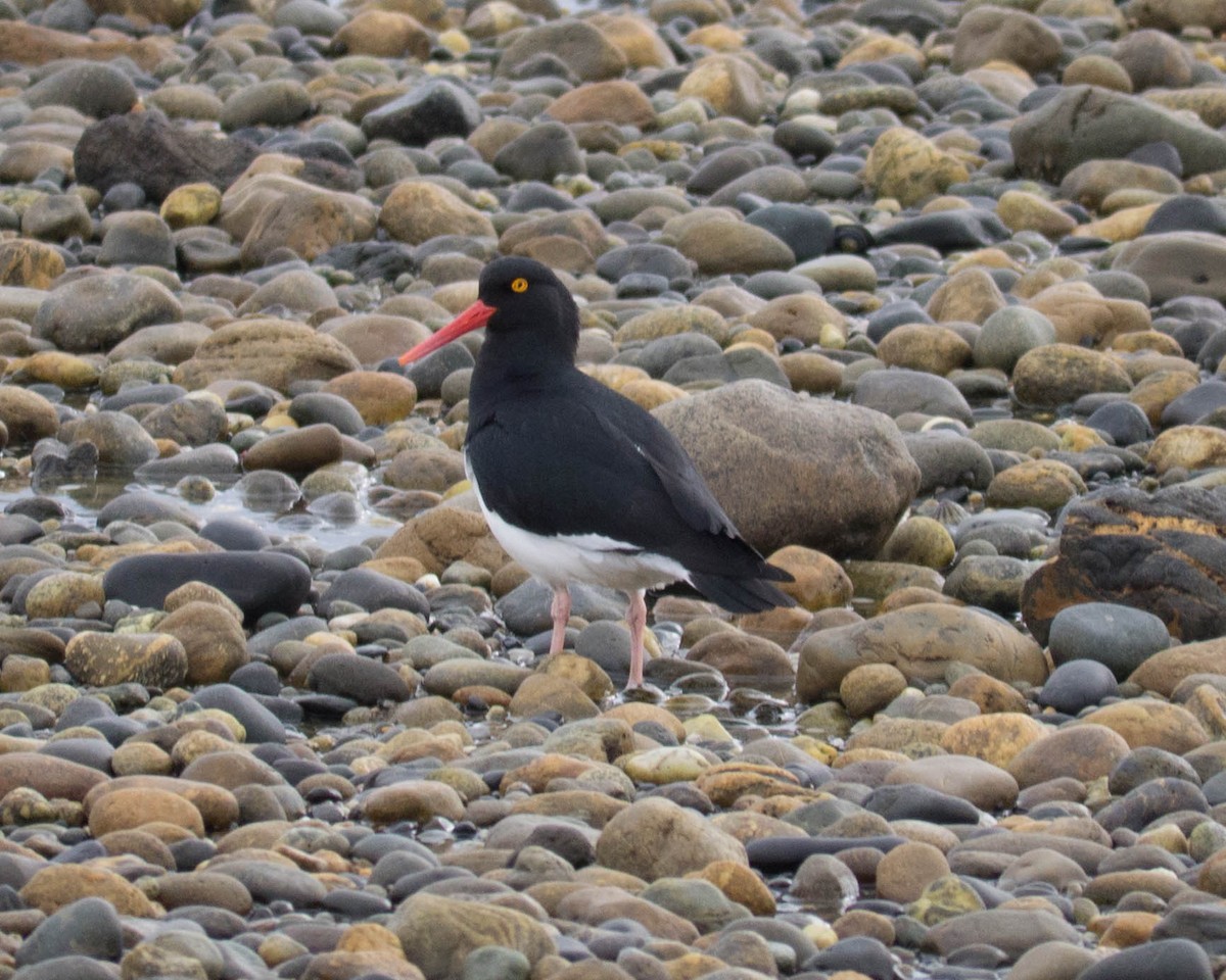 Magellanic Oystercatcher - ML635241861