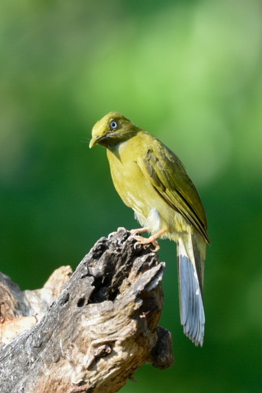 Gray-headed Bulbul - ML635241892