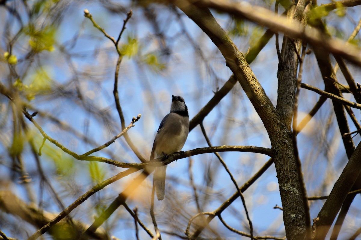 Blue Jay - ML635241973