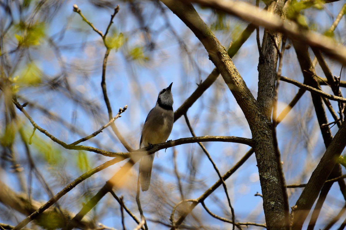 Blue Jay - ML635241975