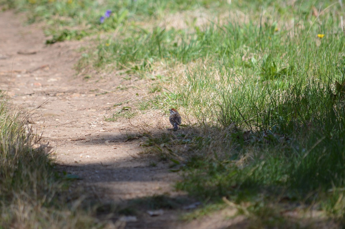Chipping Sparrow - ML635241984