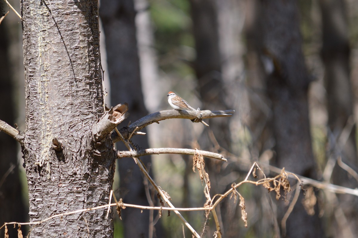 Chipping Sparrow - ML635241988