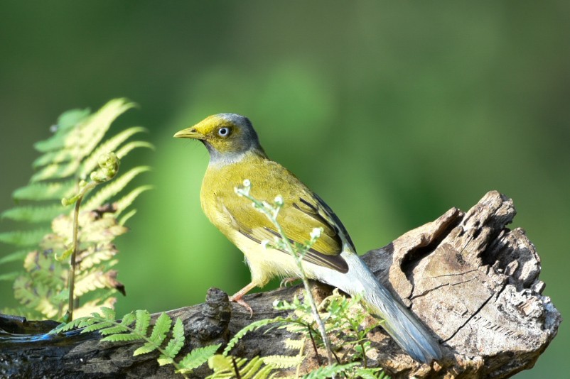 Gray-headed Bulbul - ML635242019