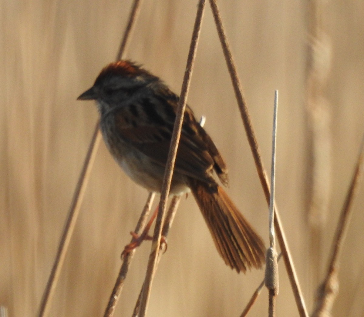 Swamp Sparrow - ML635242136
