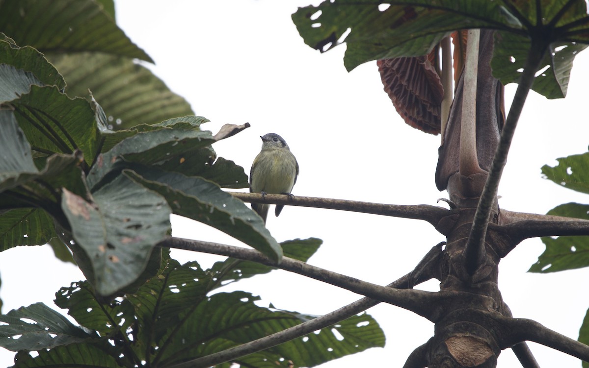 Ashy-headed Tyrannulet - ML635242237