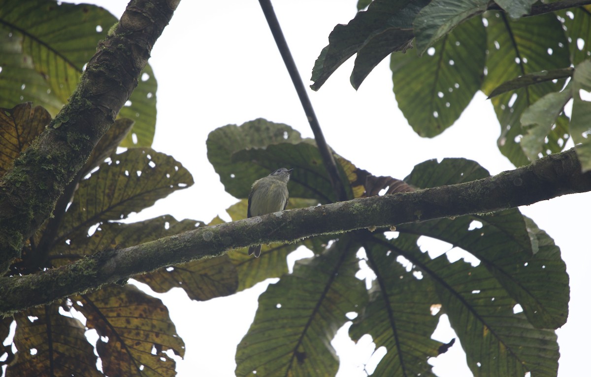 Ashy-headed Tyrannulet - ML635242238