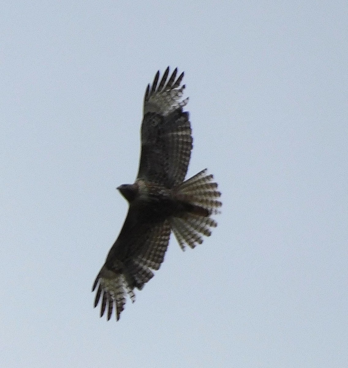 Red-tailed Hawk - ML635242290