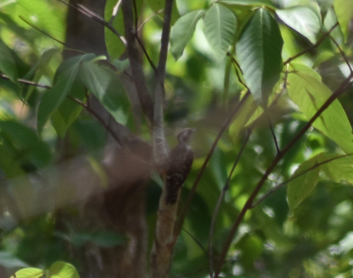 Brown-capped Pygmy Woodpecker - ML635242317
