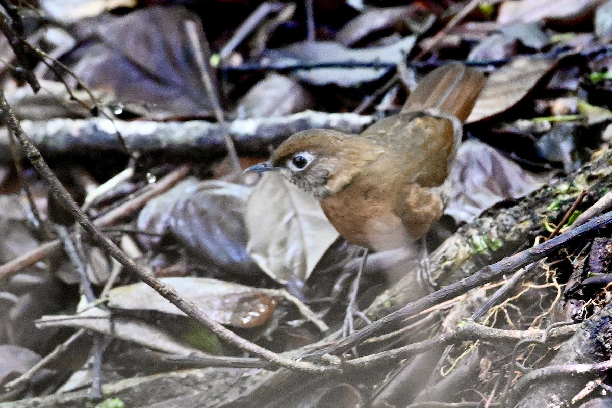 Spot-throat - ML635242324