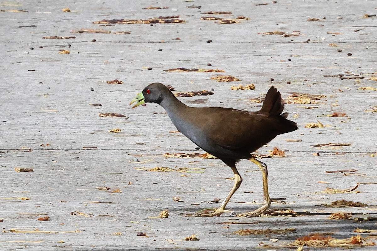 Plain Bush-hen - ML635242340
