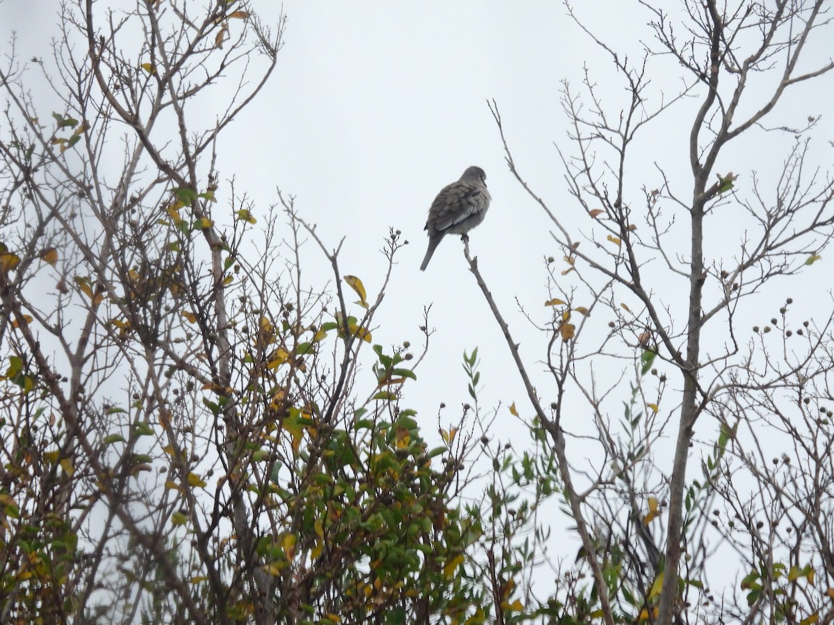 Picui Ground Dove - ML635242362