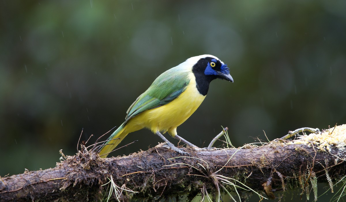 Chara Verde (grupo yncas) - ML635242394