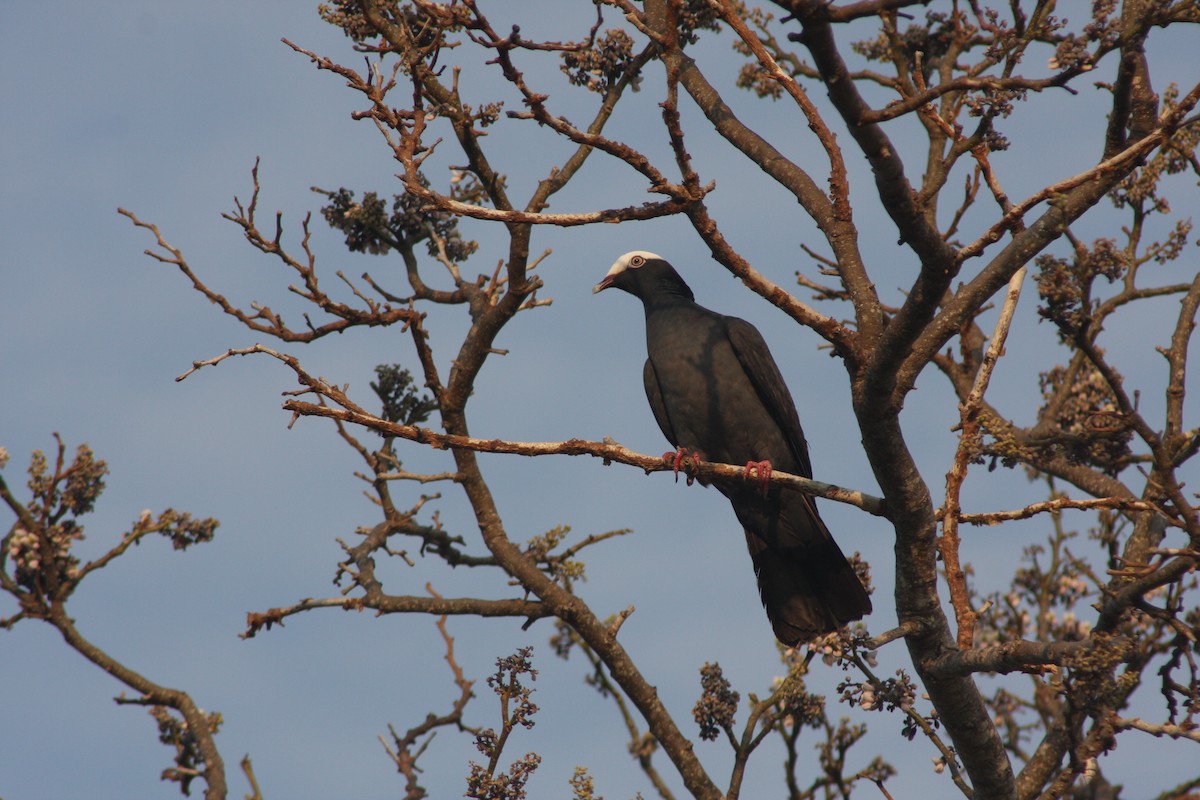 White-crowned Pigeon - ML635242413