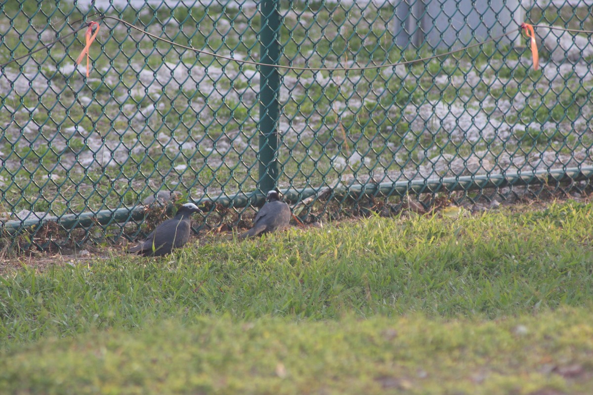 White-crowned Pigeon - ML635242415