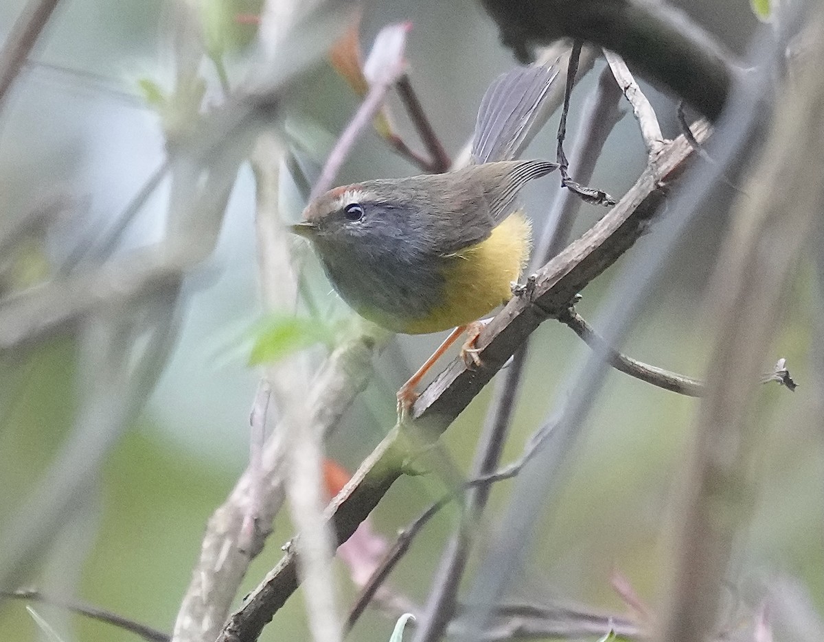 Broad-billed Warbler - ML635242591