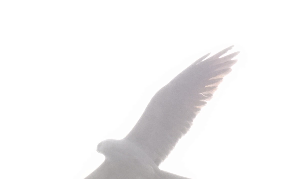 Mississippi Kite - ML635242597