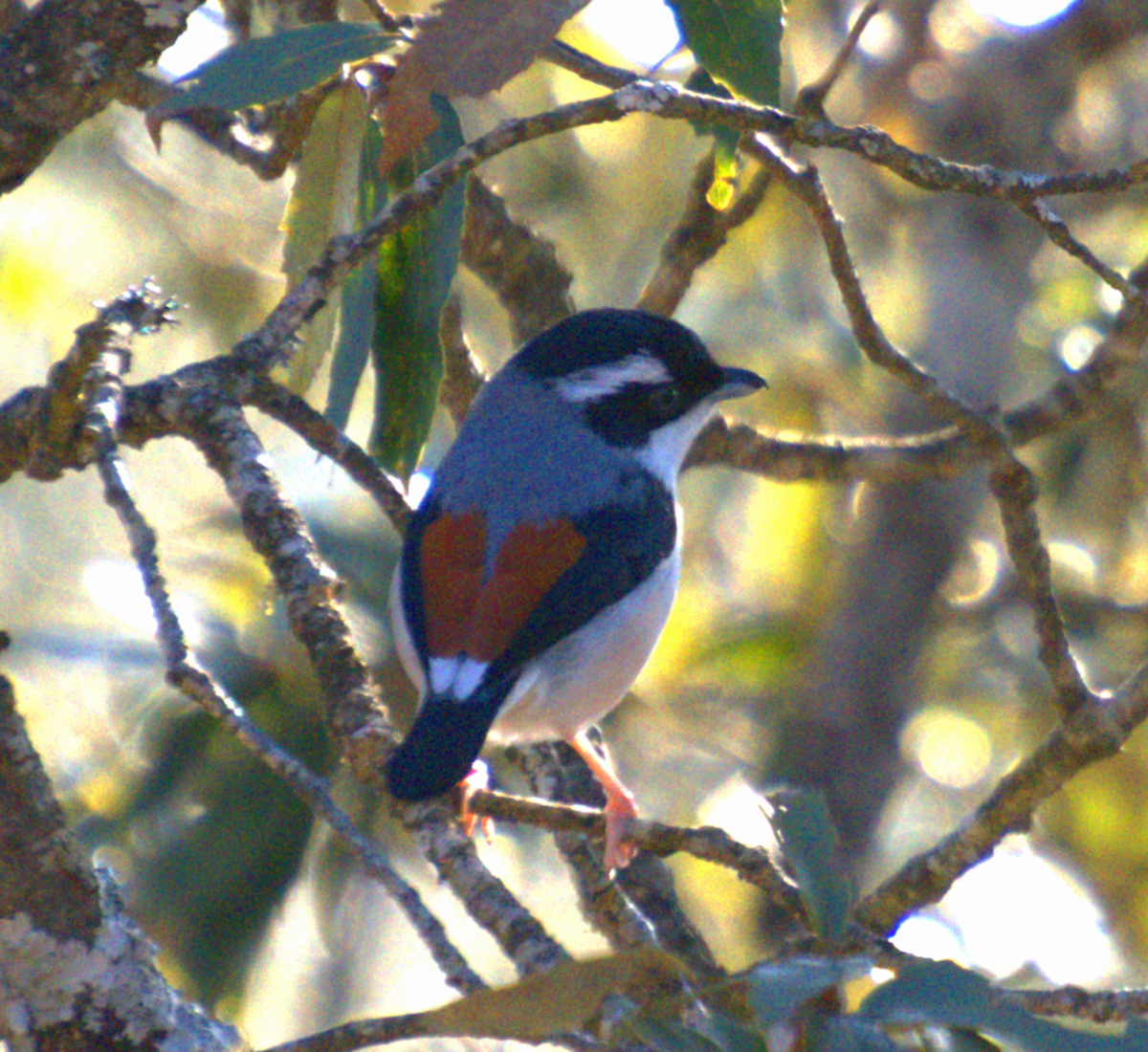 White-browed Shrike-Babbler - ML635242613