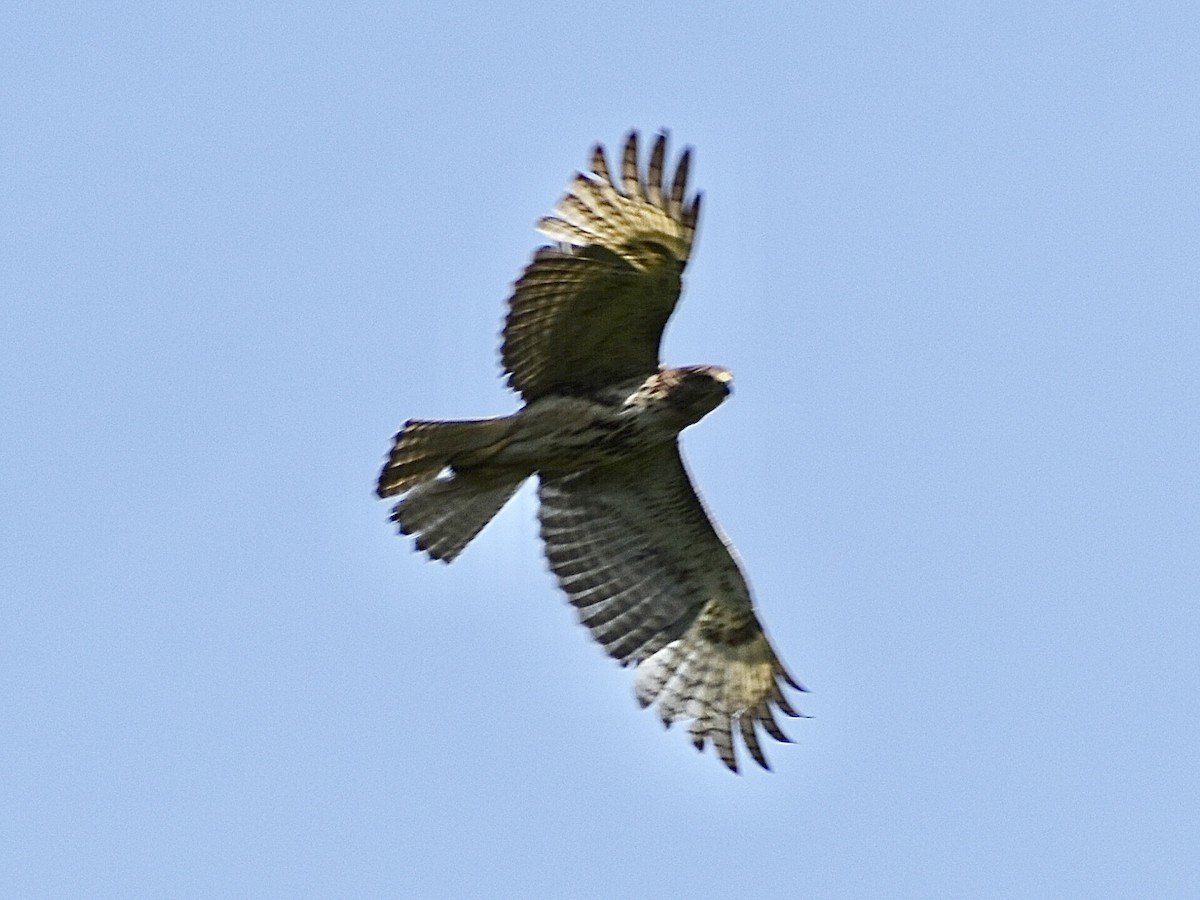 hawk sp. - ML635242639