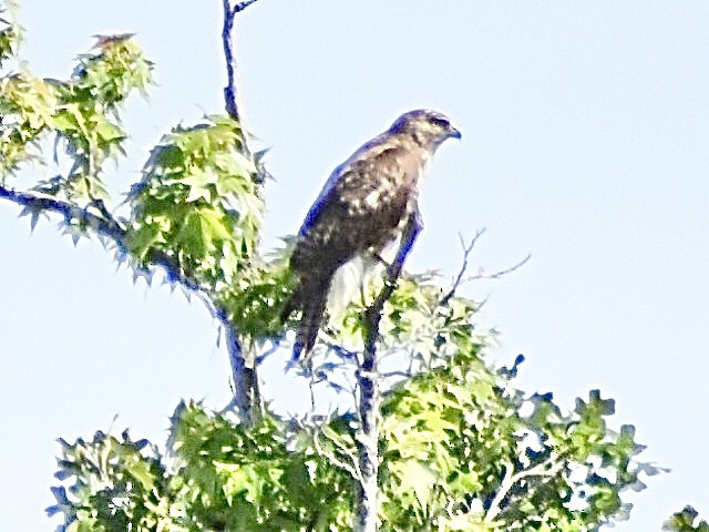 hawk sp. - ML635242640
