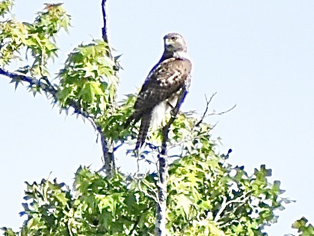 hawk sp. - ML635242641