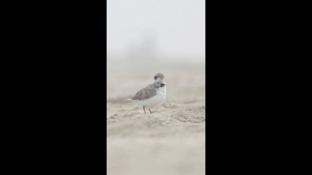 Snowy Plover - ML635242674