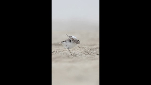 Snowy Plover - ML635242676