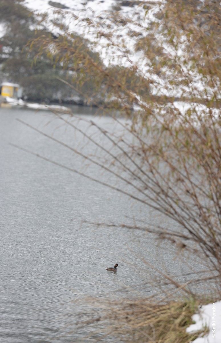 svarthalsdykker - ML635242893