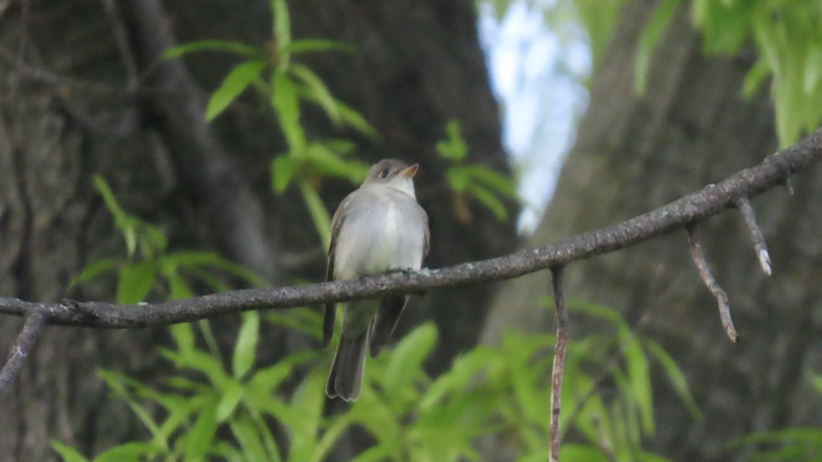 Восточный пиви - ML635242944