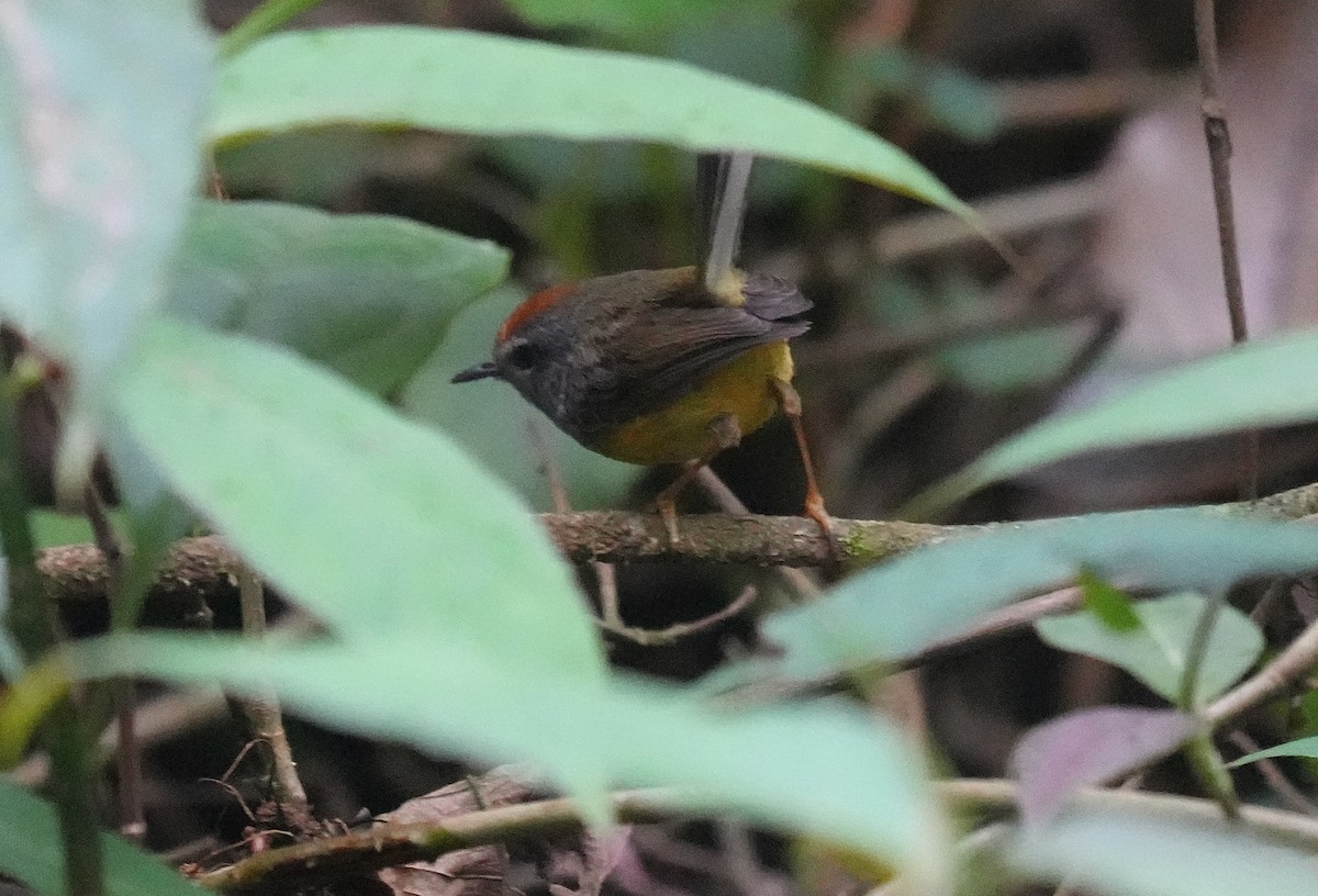 Broad-billed Warbler - ML635242974