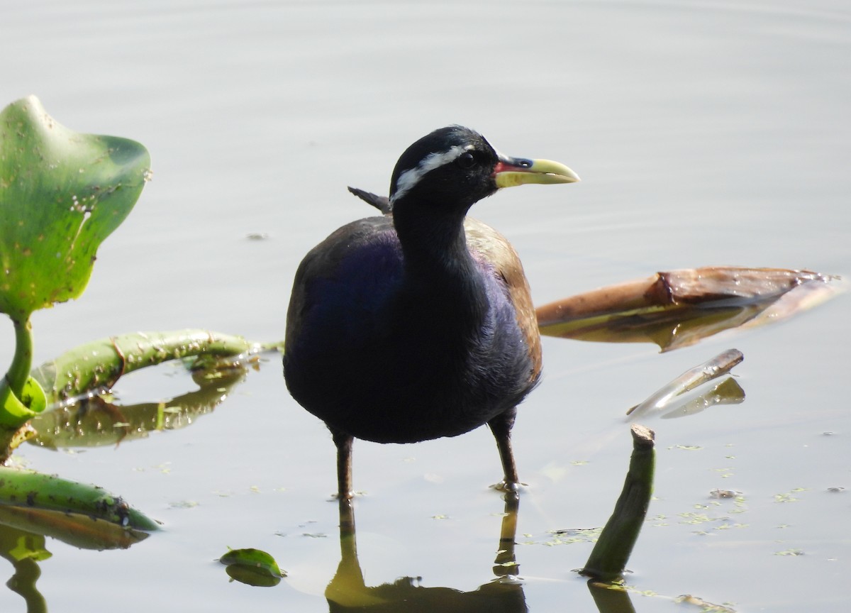 Bronze-winged Jacana - ML635243004