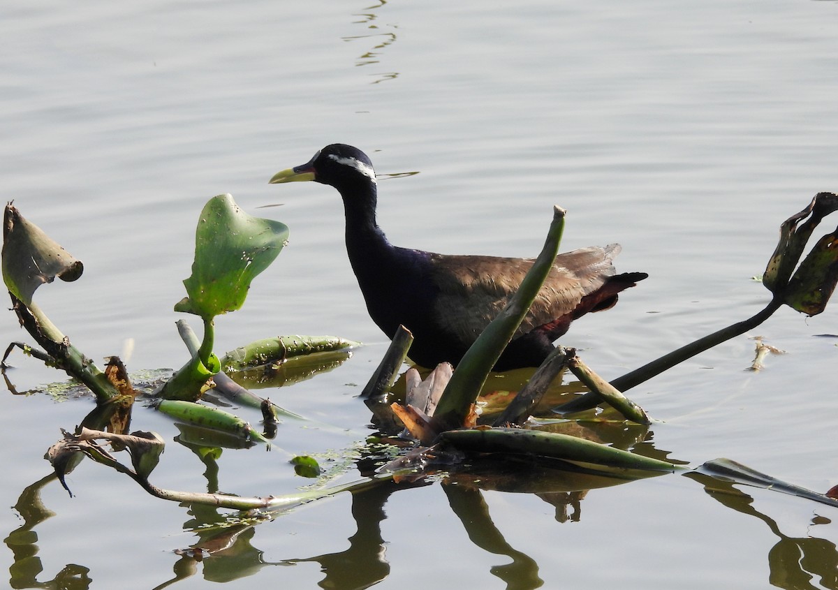 Bronze-winged Jacana - ML635243027