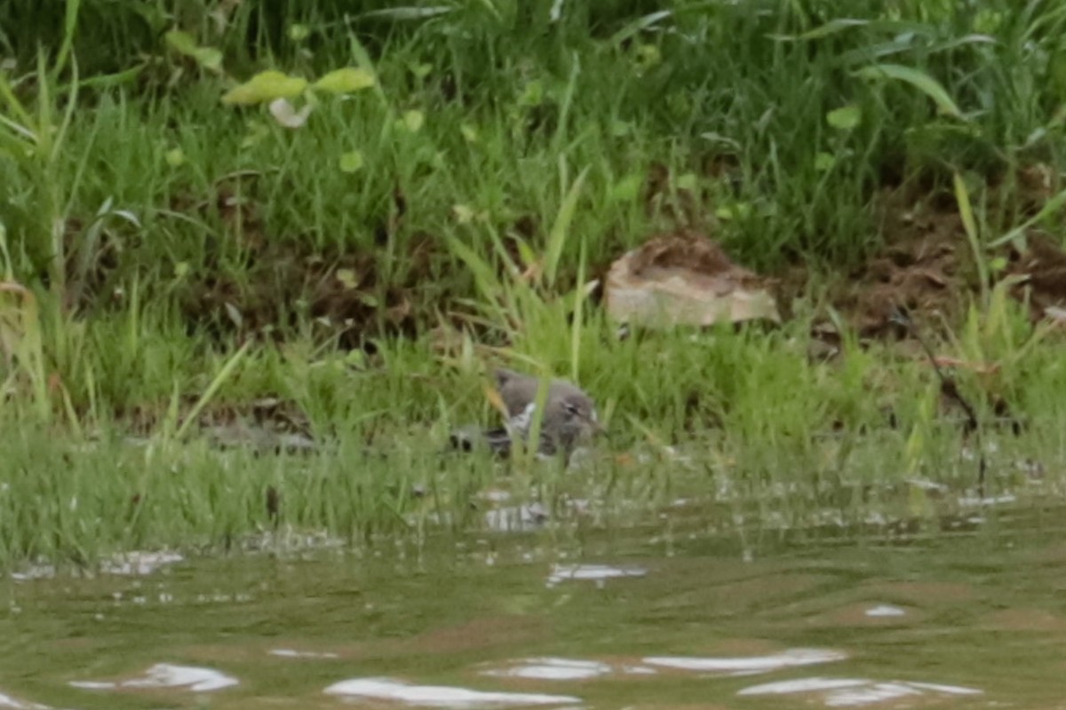 flekksnipe - ML635243035