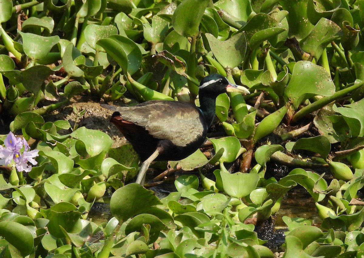 Bronze-winged Jacana - ML635243120