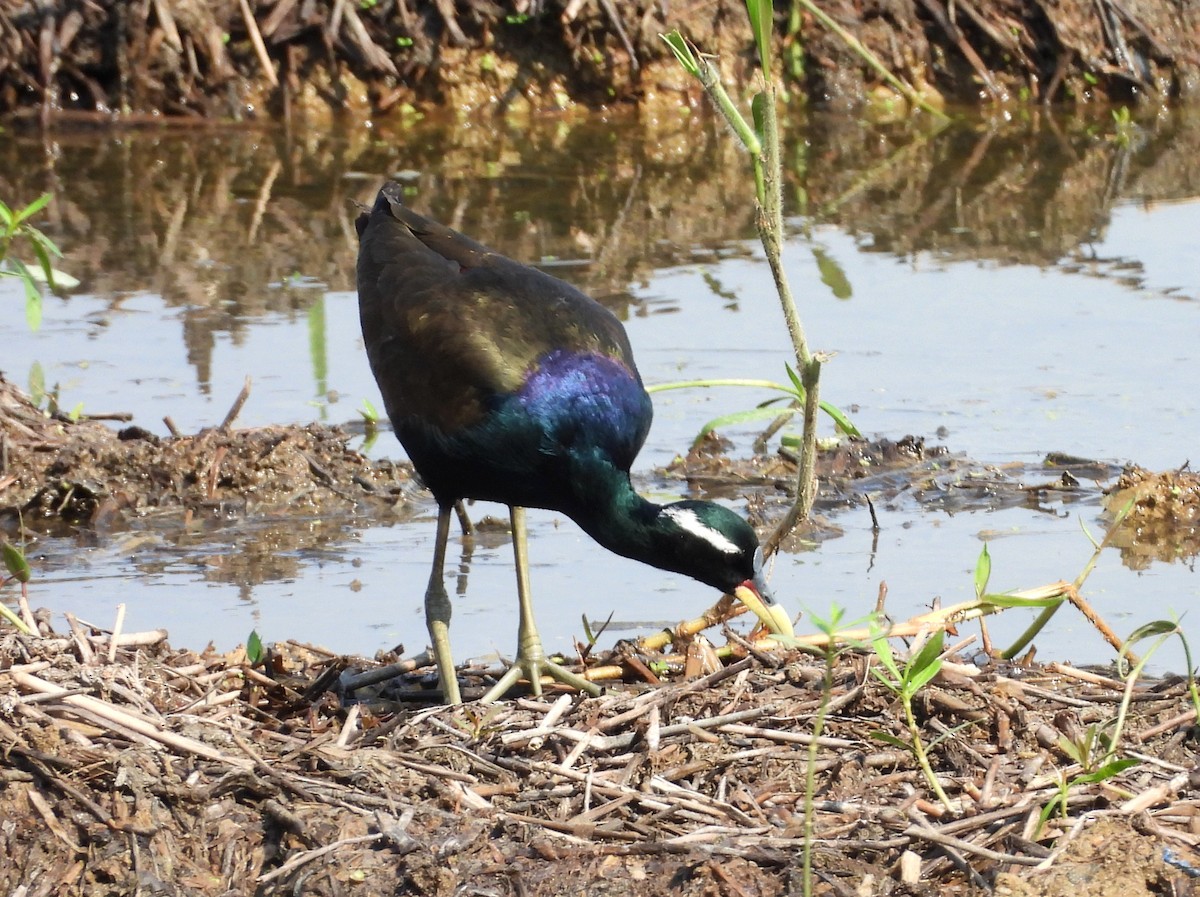 Bronze-winged Jacana - ML635243121