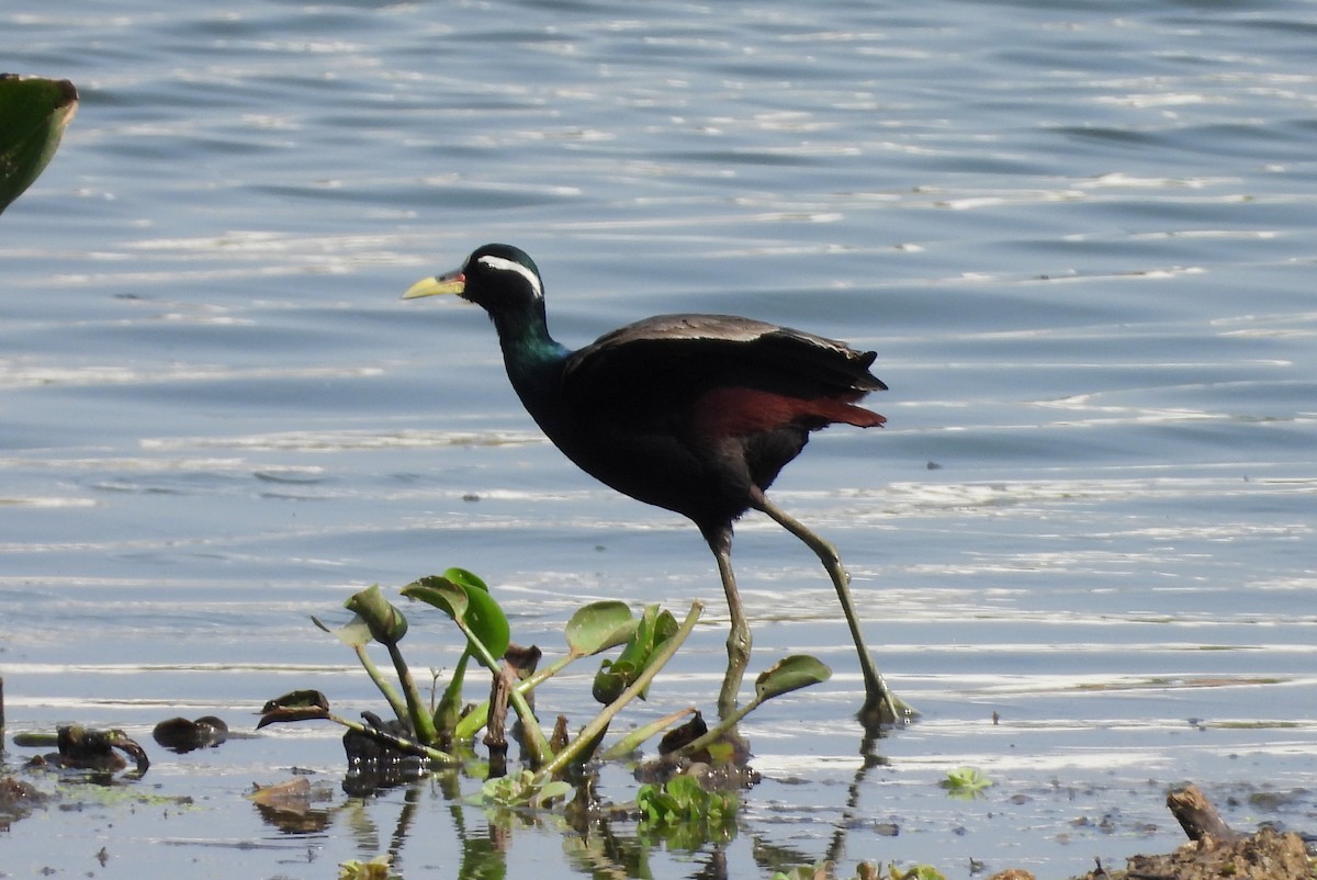 Bronze-winged Jacana - ML635243122
