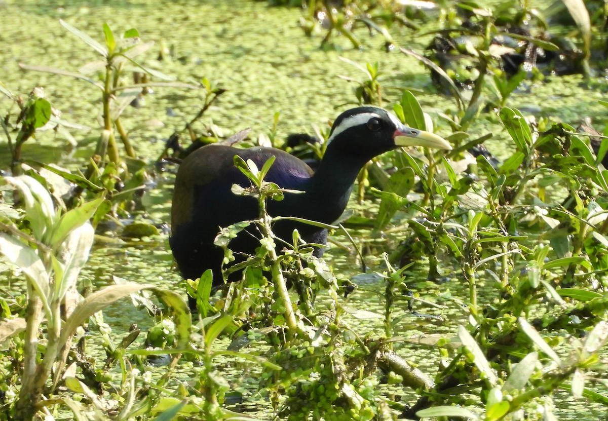 Bronze-winged Jacana - ML635243123